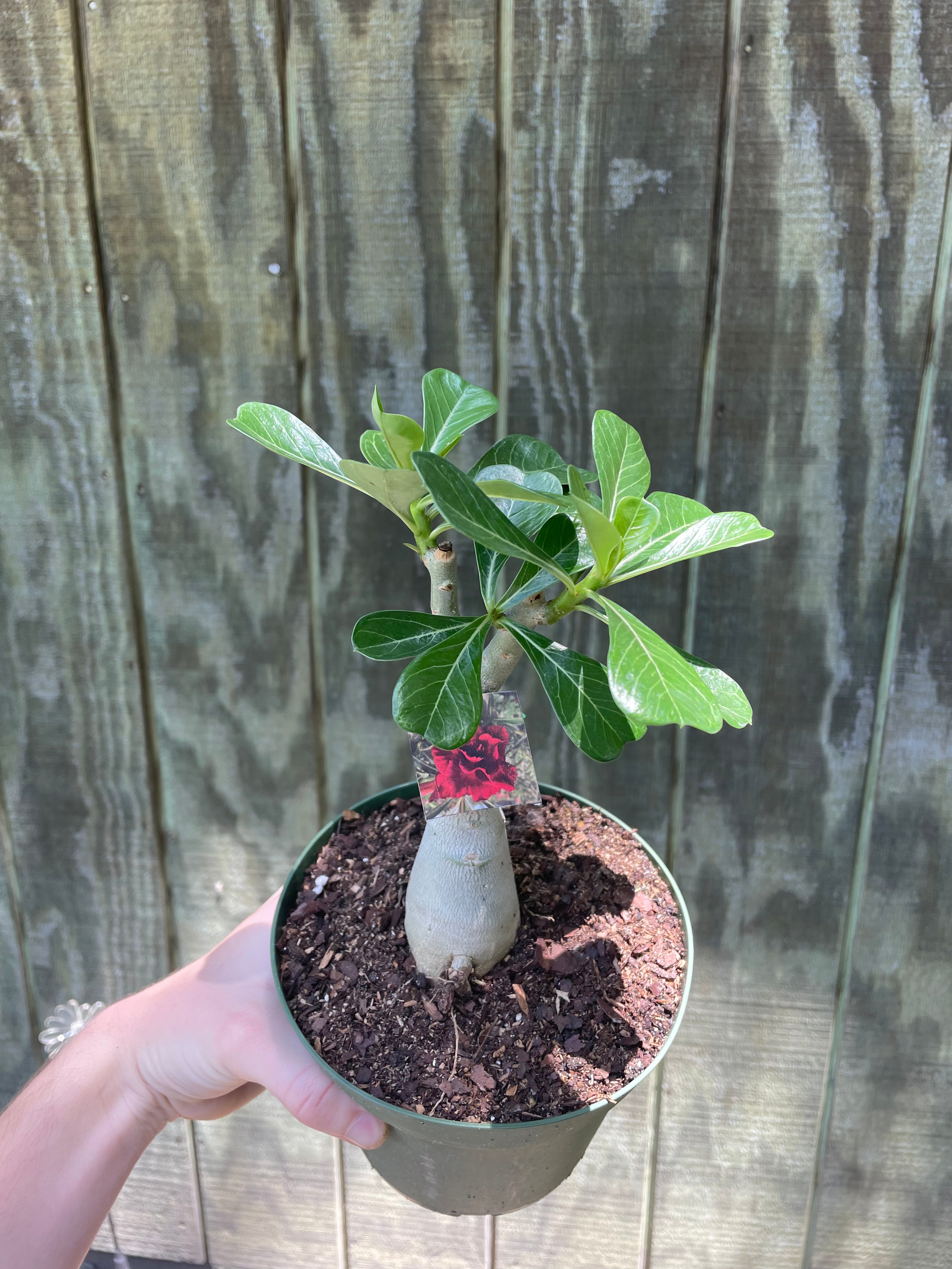 6” Red Desert Rose