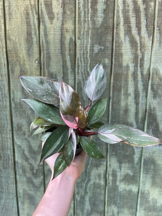 Philo Pink Princess