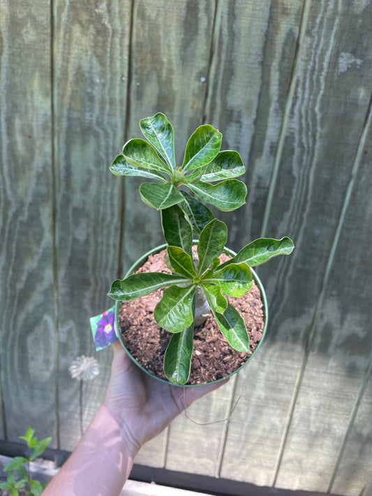6” Variegated Desert Rose