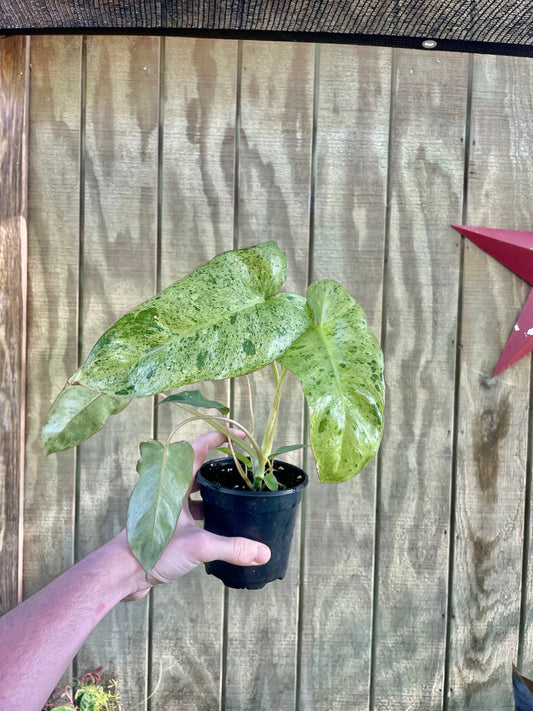 Philodendron Paradise