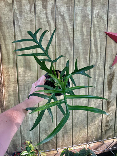 philodendron tortum for sale 6” Philodendron Tortum