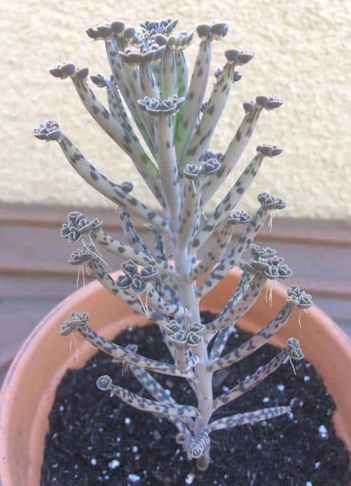 Mother Of Millions