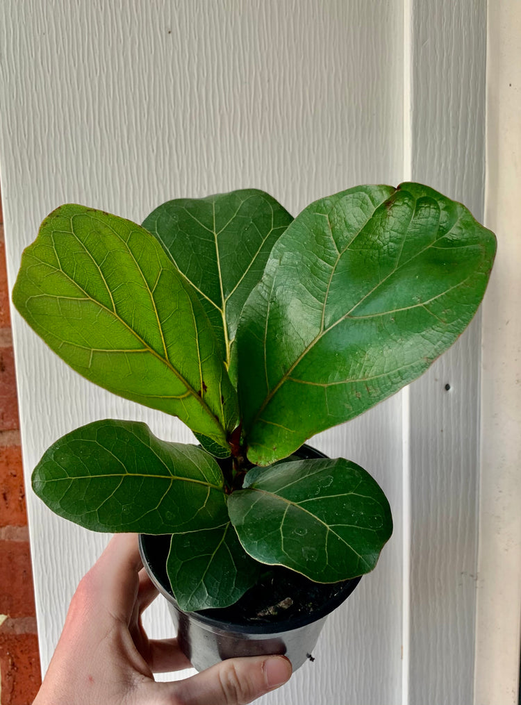 4” Ficus Fiddle Leaf  - Houseplant