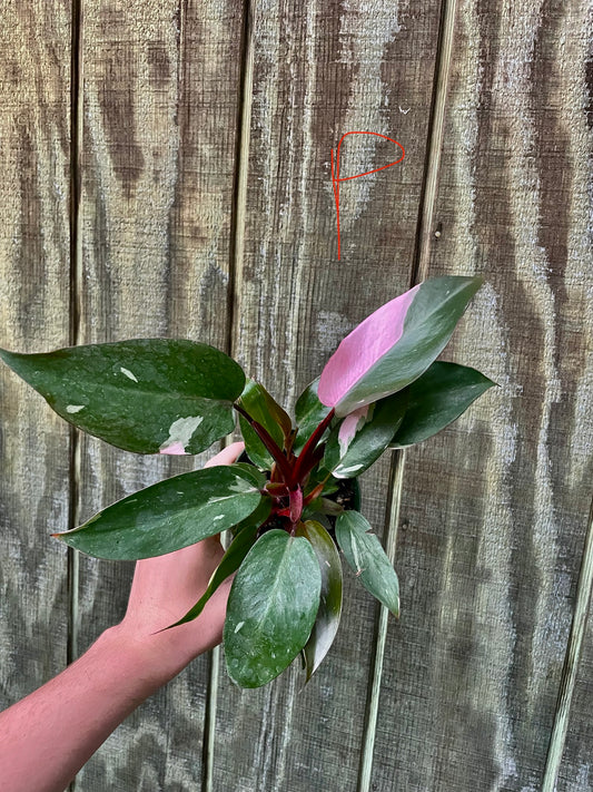 4” Pink Princess ‘P’
