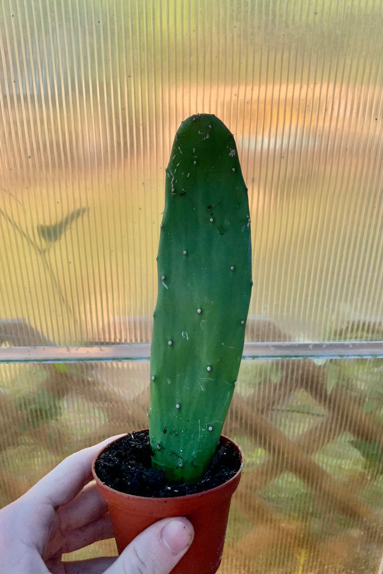 Prickley Pear Pads (Opuntia)- Cactus