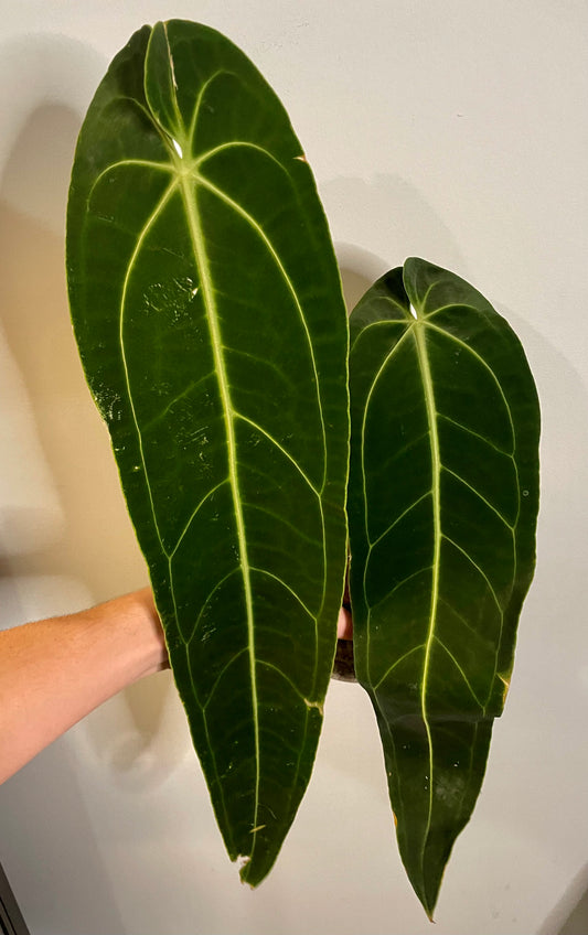 5” Anthurium Warocqueanum