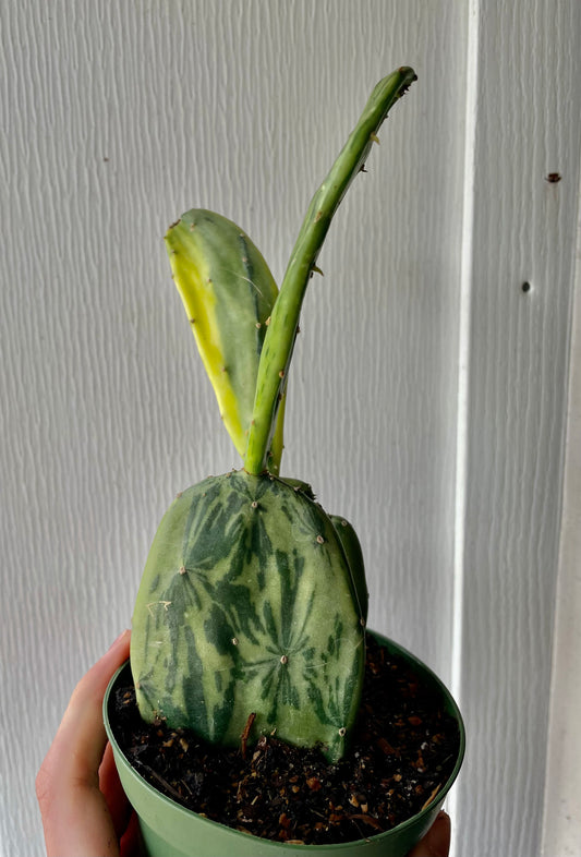 4” Variegated Prickly Pear Cactus- Cacti