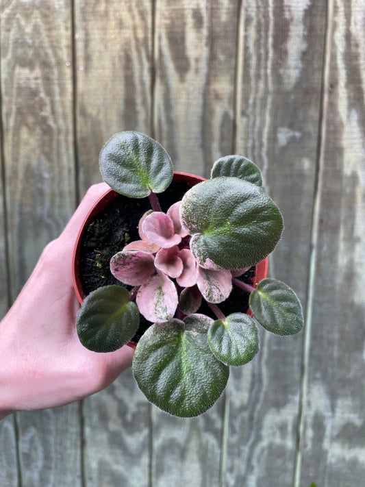 4” Jungle Variegated Violet