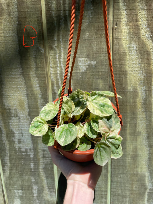 6” HB  Pink Lady (High-Variegated Mother plant) ‘B’