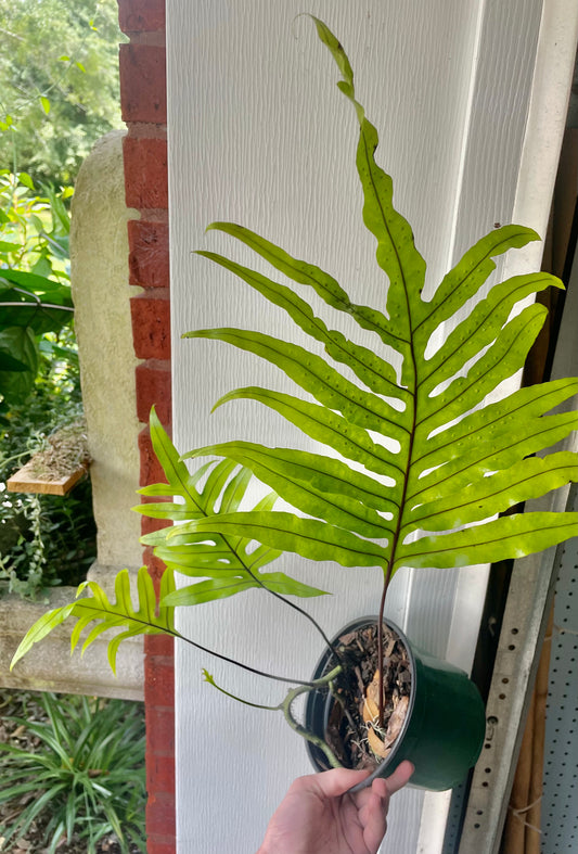 4” Kangaroo Fern