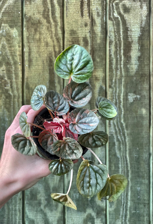 4” Pink Lady Pep