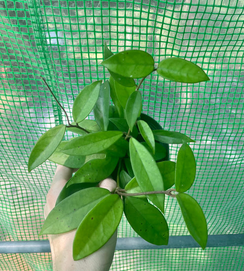 hoya jade plant 4” Hoya Jade