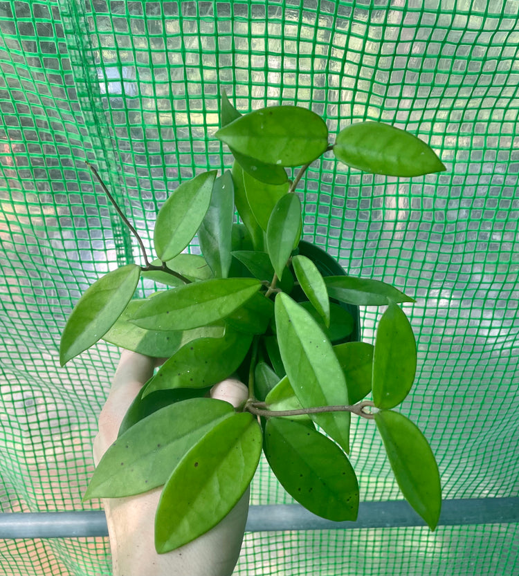 4” Hoya Jade - Houseplant