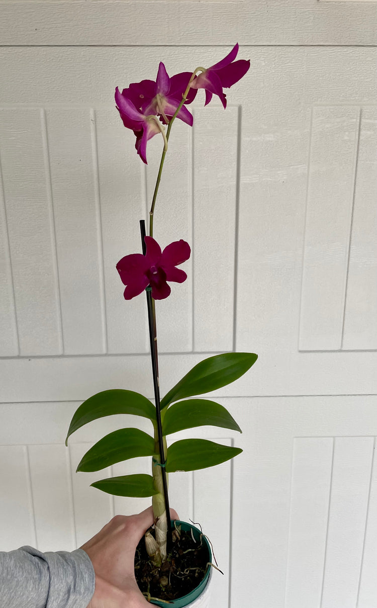 4” Orchid