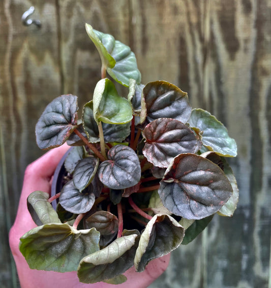 4” Pink Lady Peperomia