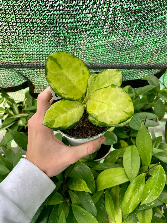 4” Variegated Hoya Lisa