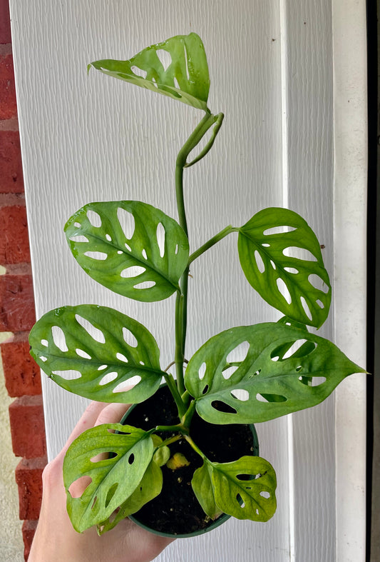 4” Monstera Adanosii Wide Form - Houseplant