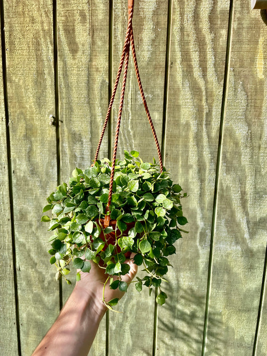 6” Hoya Curtisii HB