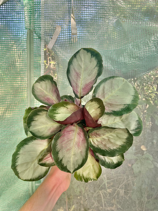 6” Calathea
