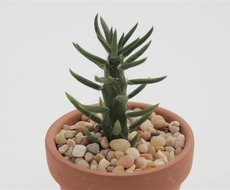 Eves Pin (Austrocylindropuntia Subulata)- Cacti