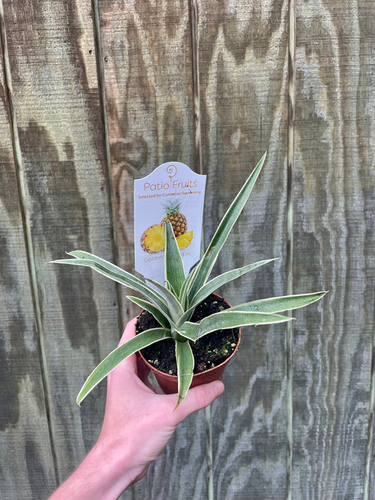 4” Pineapple Plant