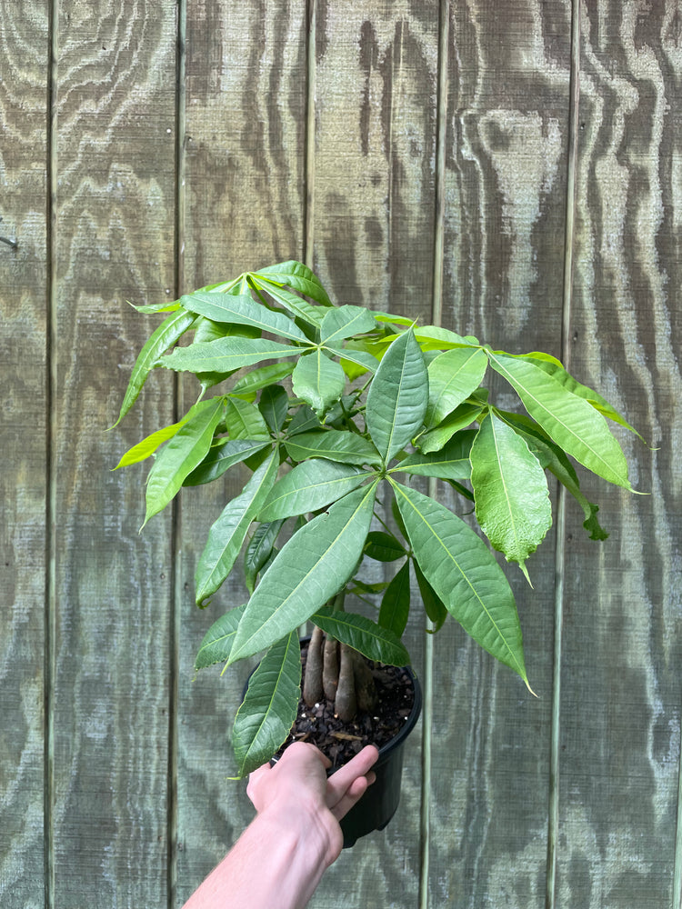 6” Money Tree