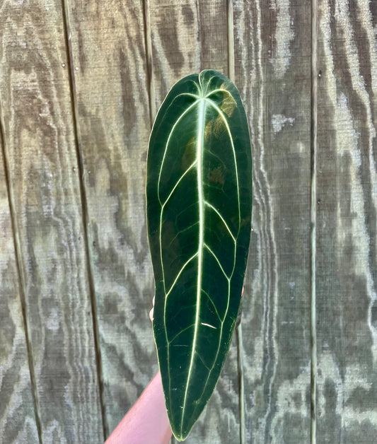5” Anthurium Queen