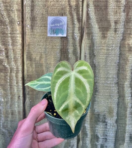 4” Magnificum Silver