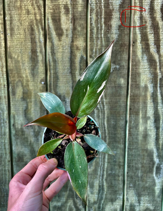 4” Pink Princess ‘C’