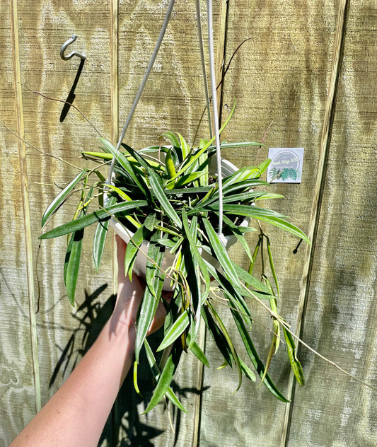 8” HB Hoya Shepherdii