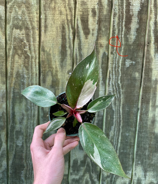 4” Pink Princess ‘Q’