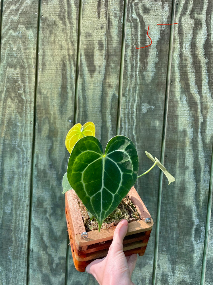 5” Clarinervium  (5 leaves)