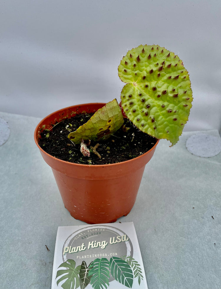 4” Begonia Ferox (Rare, one available)