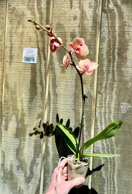 3” Orange Blossom Orchid