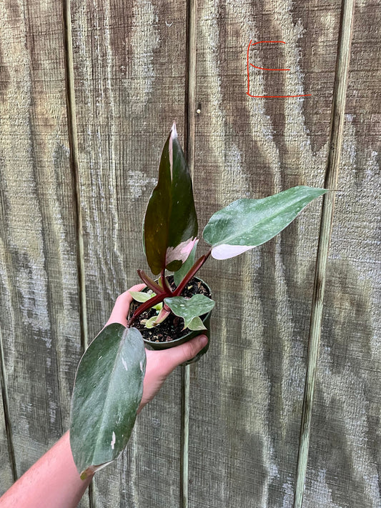 4” Pink Princess ‘E’
