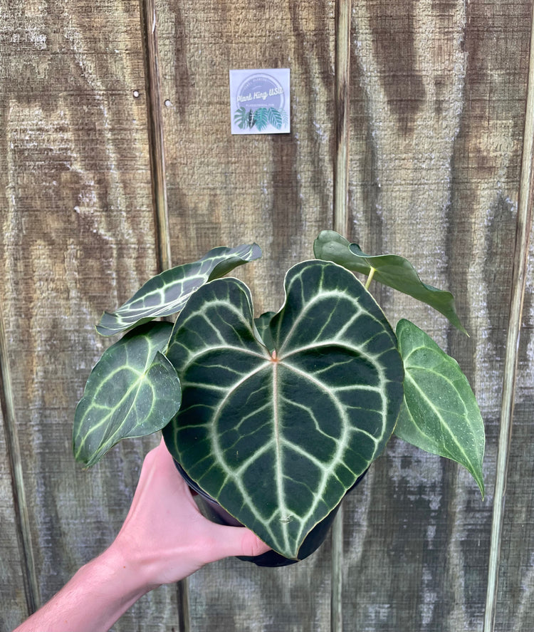 6” Anthurium Clarinervium (9 leaves)