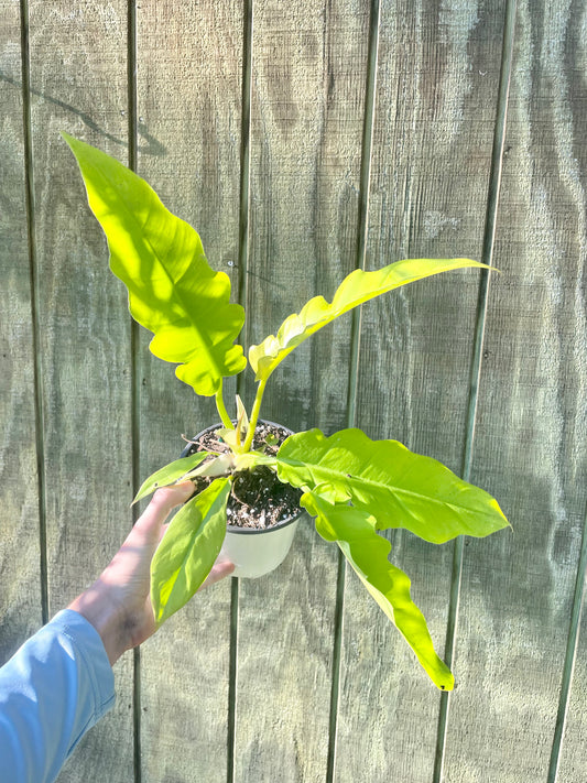 6” Philodendron Ring of Fire Gold