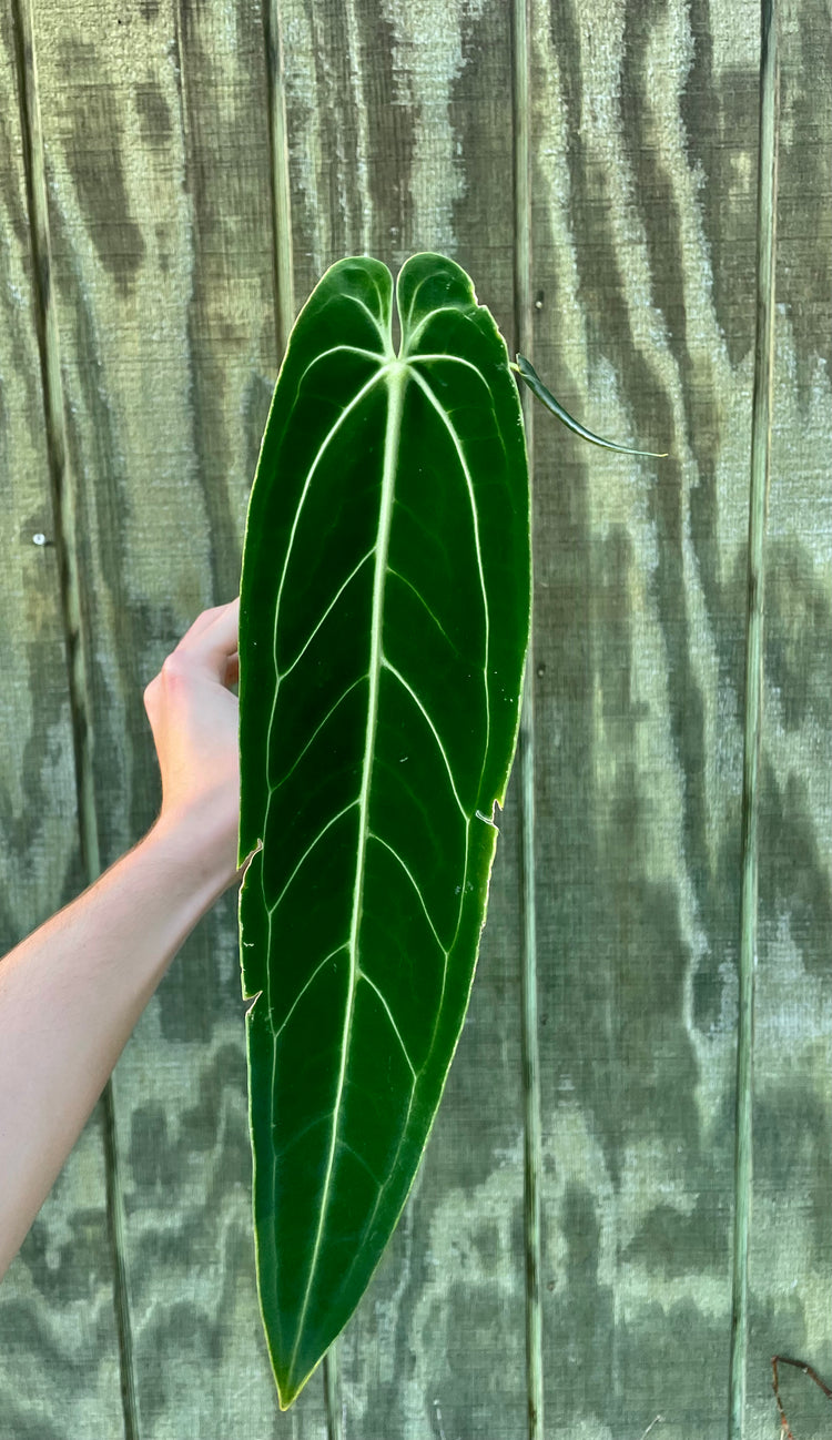 5” Anthurium Queen (new leaf coming!)