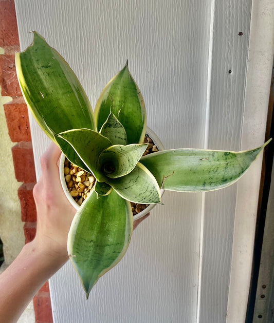 4” Sansevieria Moonshine
