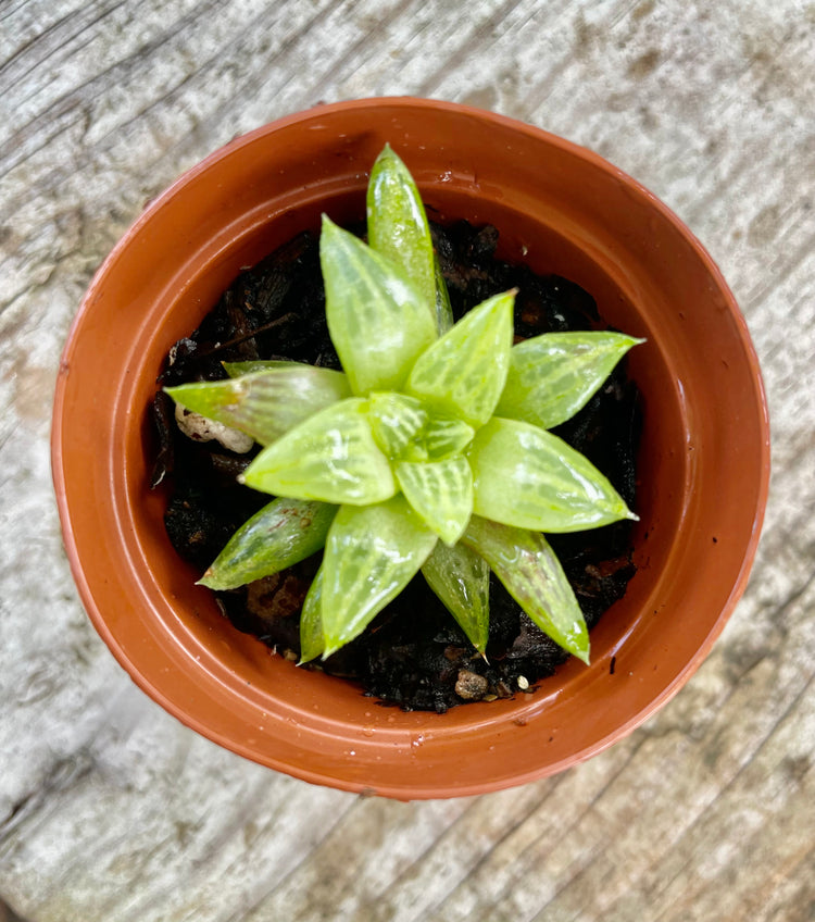 Rare Haworthia Glass- succulent
