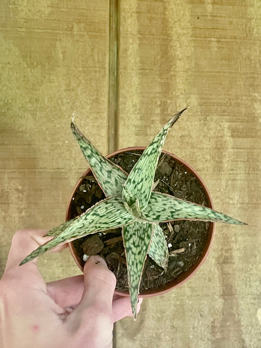 4” Tiger Jade - succulent