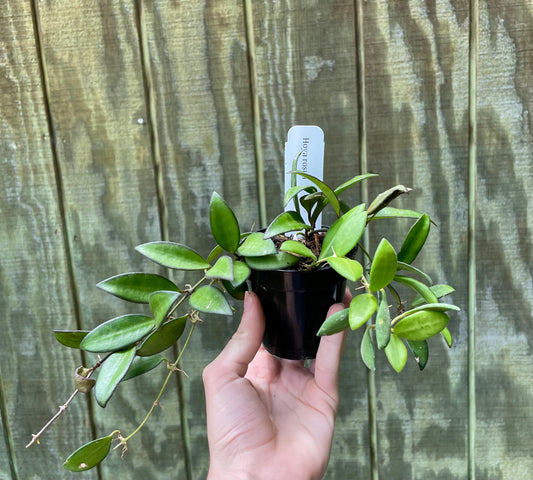 3.5” Hoya Rosita - Houseplant