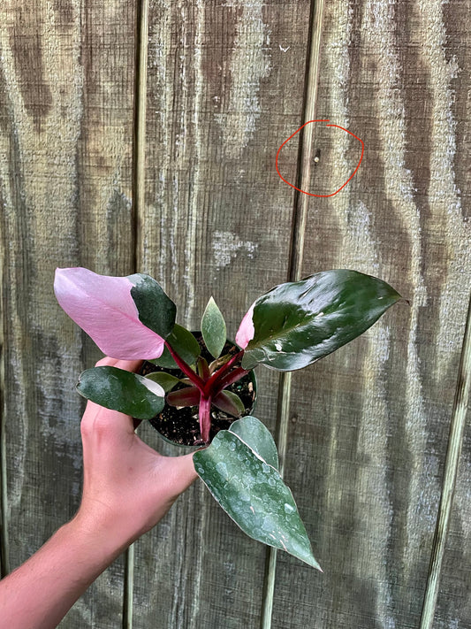 4” Pink Princess ‘O’