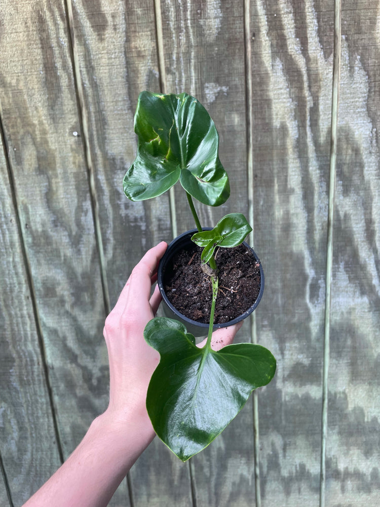(SALE!) 4” Philodendron Goeldii with leaf damage - Houseplant