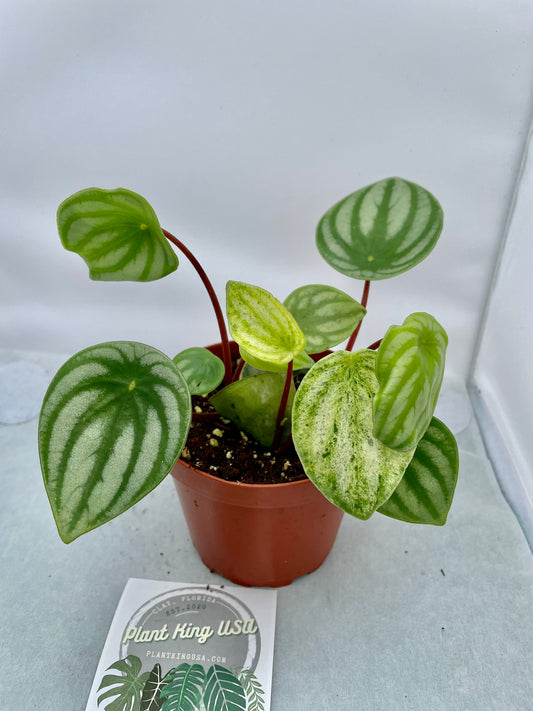 4” Variegated Watermelon Peperomia