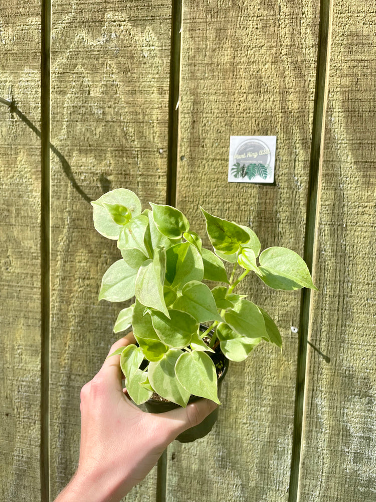 4” Peperomia Scandens Variegated