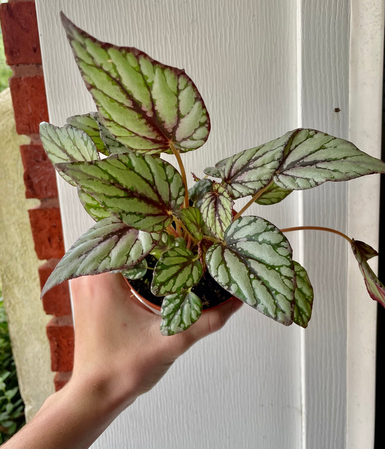 4” Begonia Starlight- Houseplant