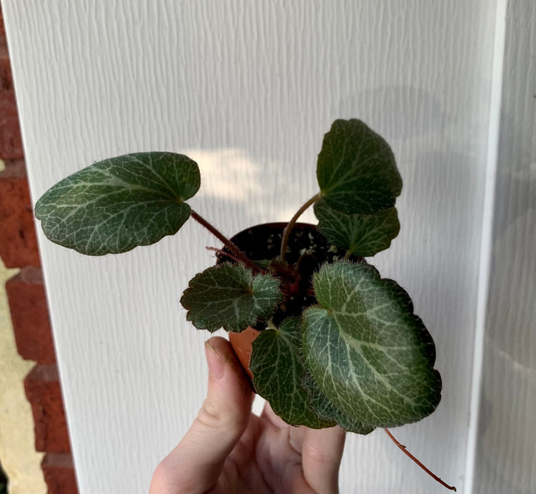 2” Strawberry Begonia- Houseplant