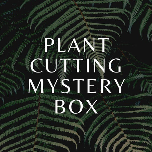 Houseplant box of cuttings