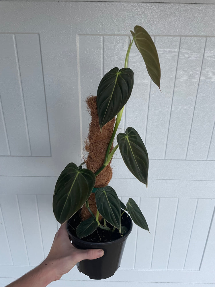 6” Philodendron Melano